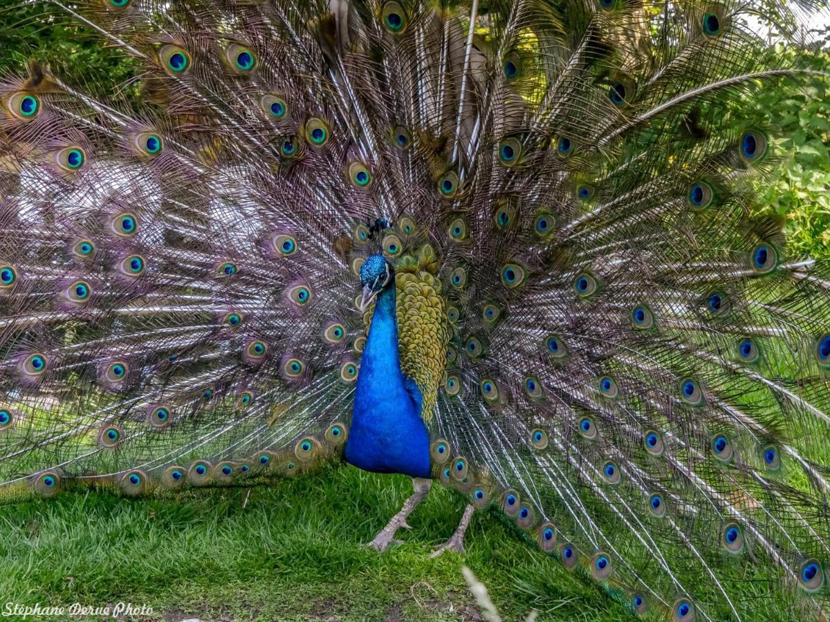 Chateau De Saint-Germain Dış mekan fotoğraf